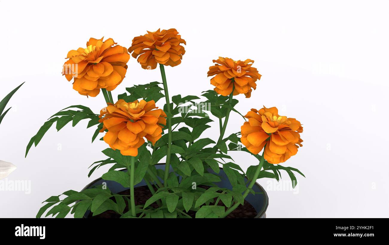 pots and vase with flowers with white background Stock Photo - Alamy