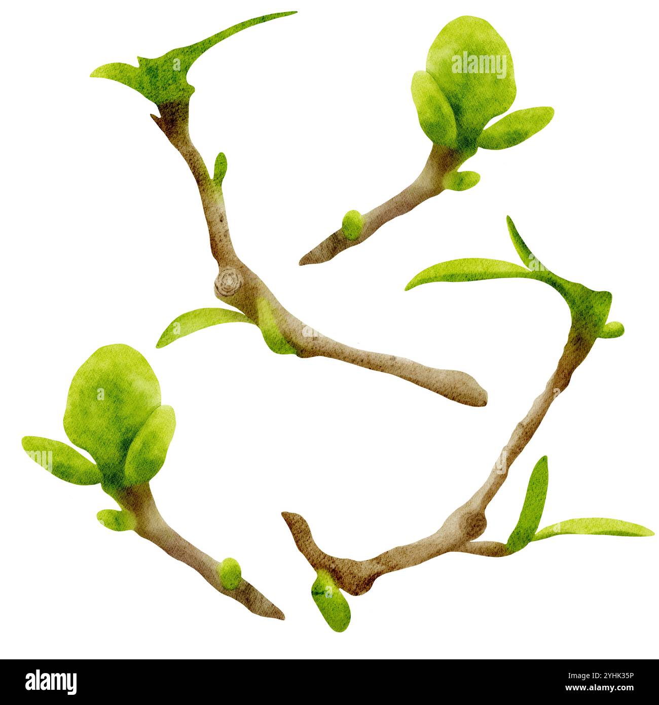 Brown tree branches with green leaves. Set hand drawn Watercolor ...