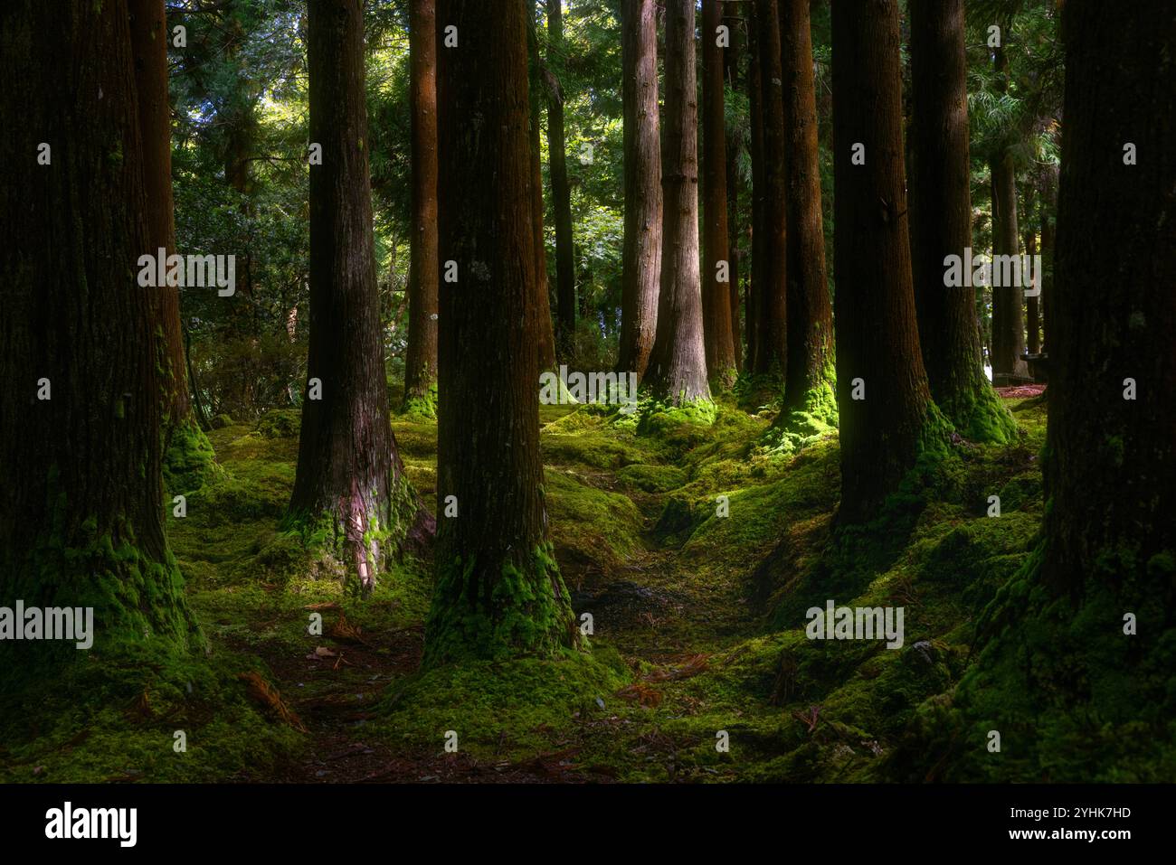While not native to the Azores, Japanese Red Cedar Trees have thrived in the islands' volcanic soil and humid climate, creating impressive, towering f Stock Photo