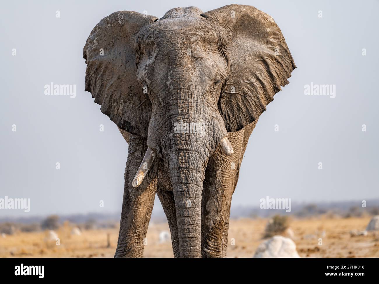 African elephant (Loxodonta africana), animal portrait, in the evening light, Nxai Pan National Park, Botswana Botswana Stock Photo