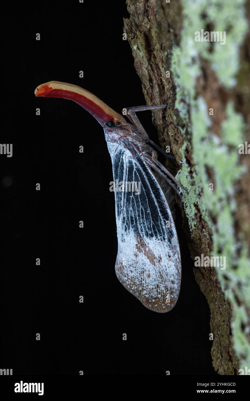 Lantern Fly (Pyrops sultanus) in situ, Poring, Sabah, Borneo, Malaysia ...