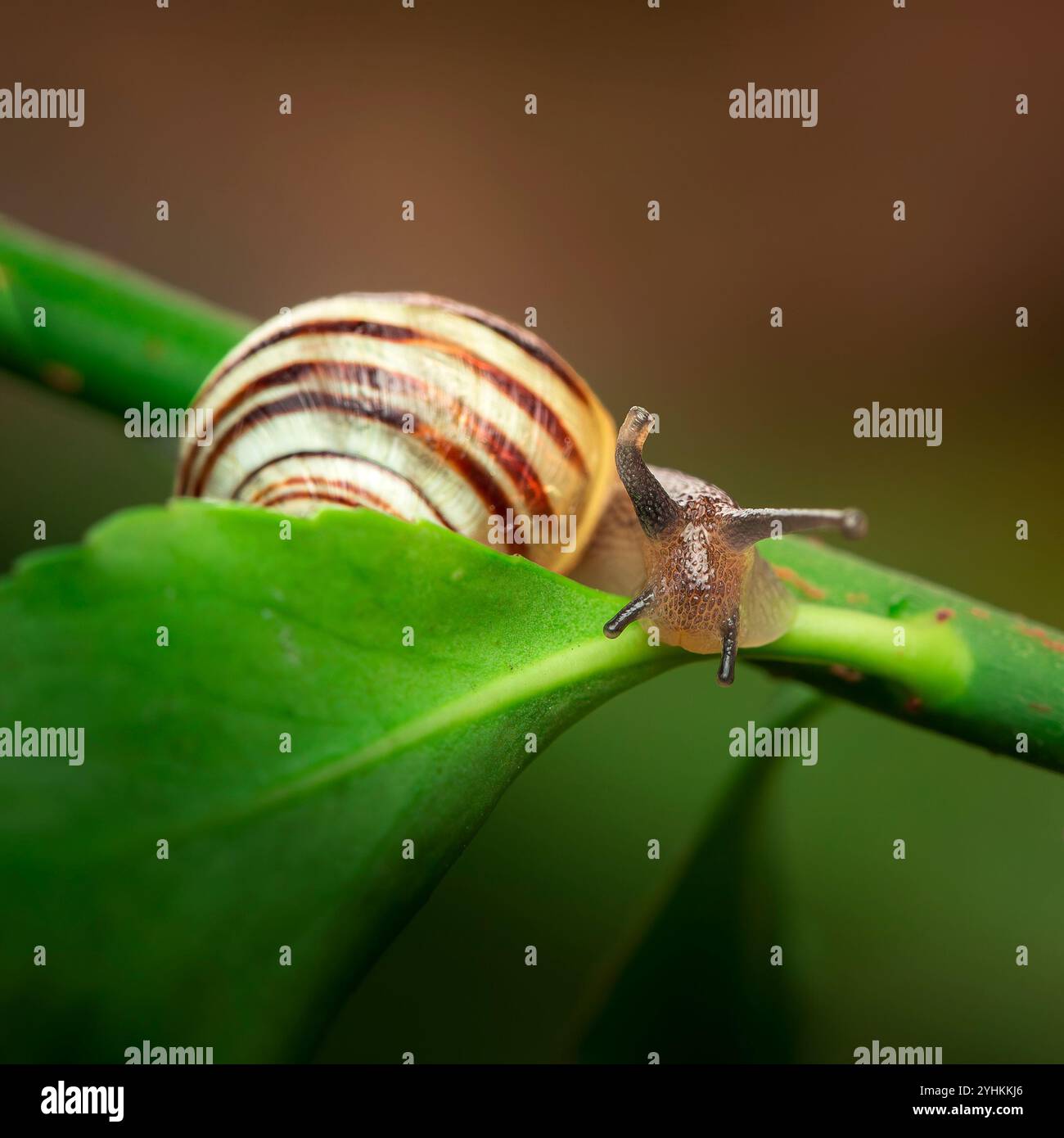 Close up view of a garden snail climbing over a green leaf with focus ...