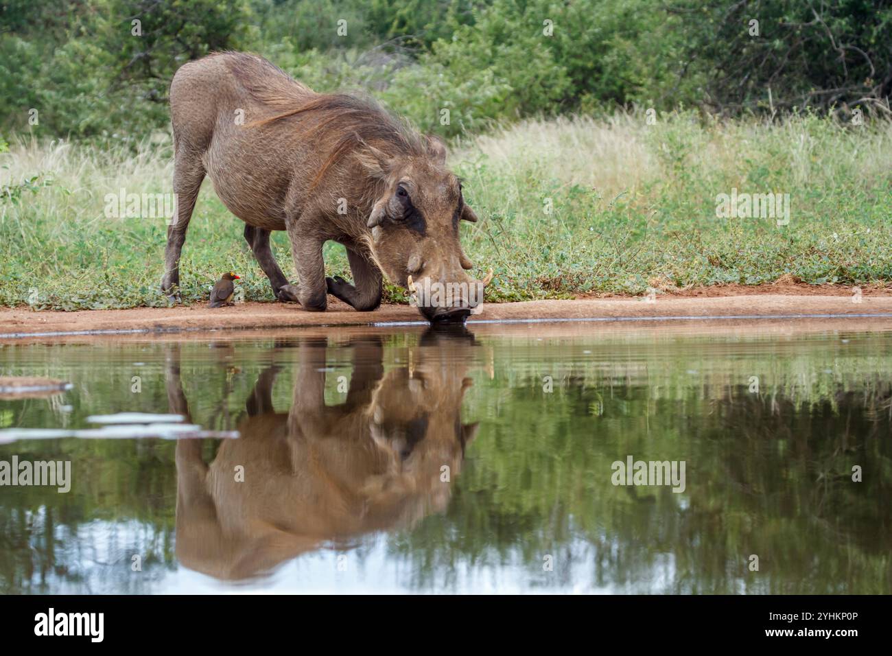 Common Warthog Phacochoerus Africanus Drinking At Waterhole With common-warthog-phacochoerus-africanus-drinking-at-waterhole-with