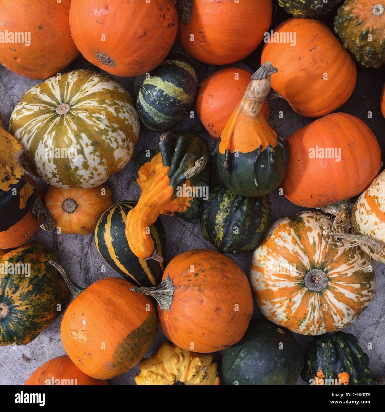 A colorful collection of various pumpkins and gourds, showcasing their ...