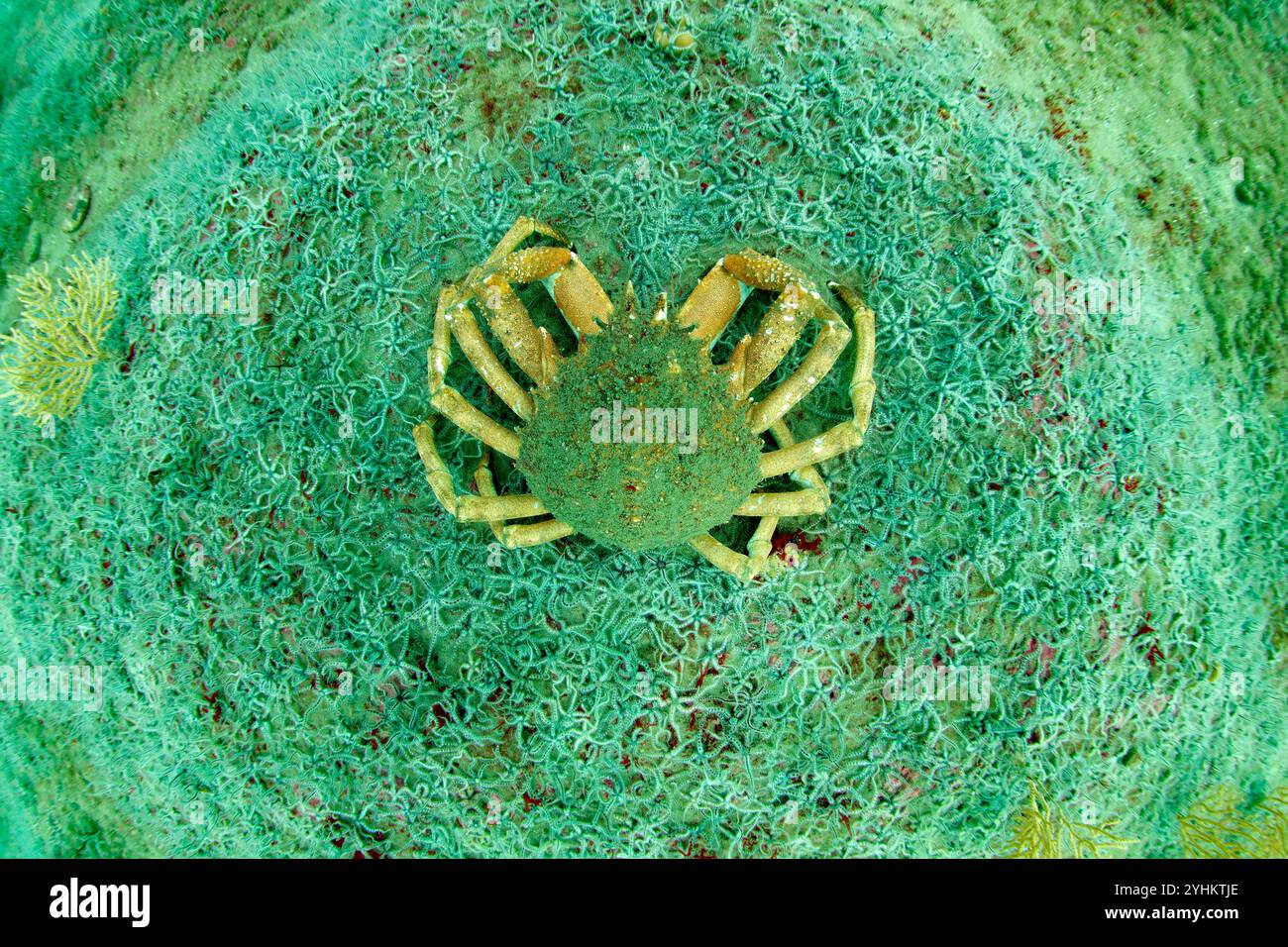 Atlantic spider crab (Maja brachydactyla) spider crab on the seabed ...