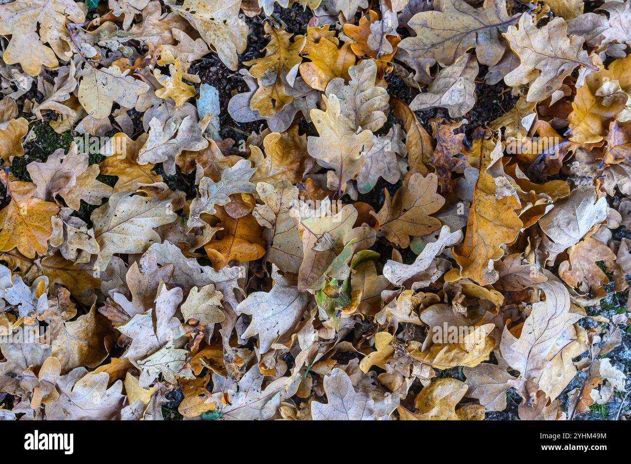 Oak leaves on the ground Stock Photo