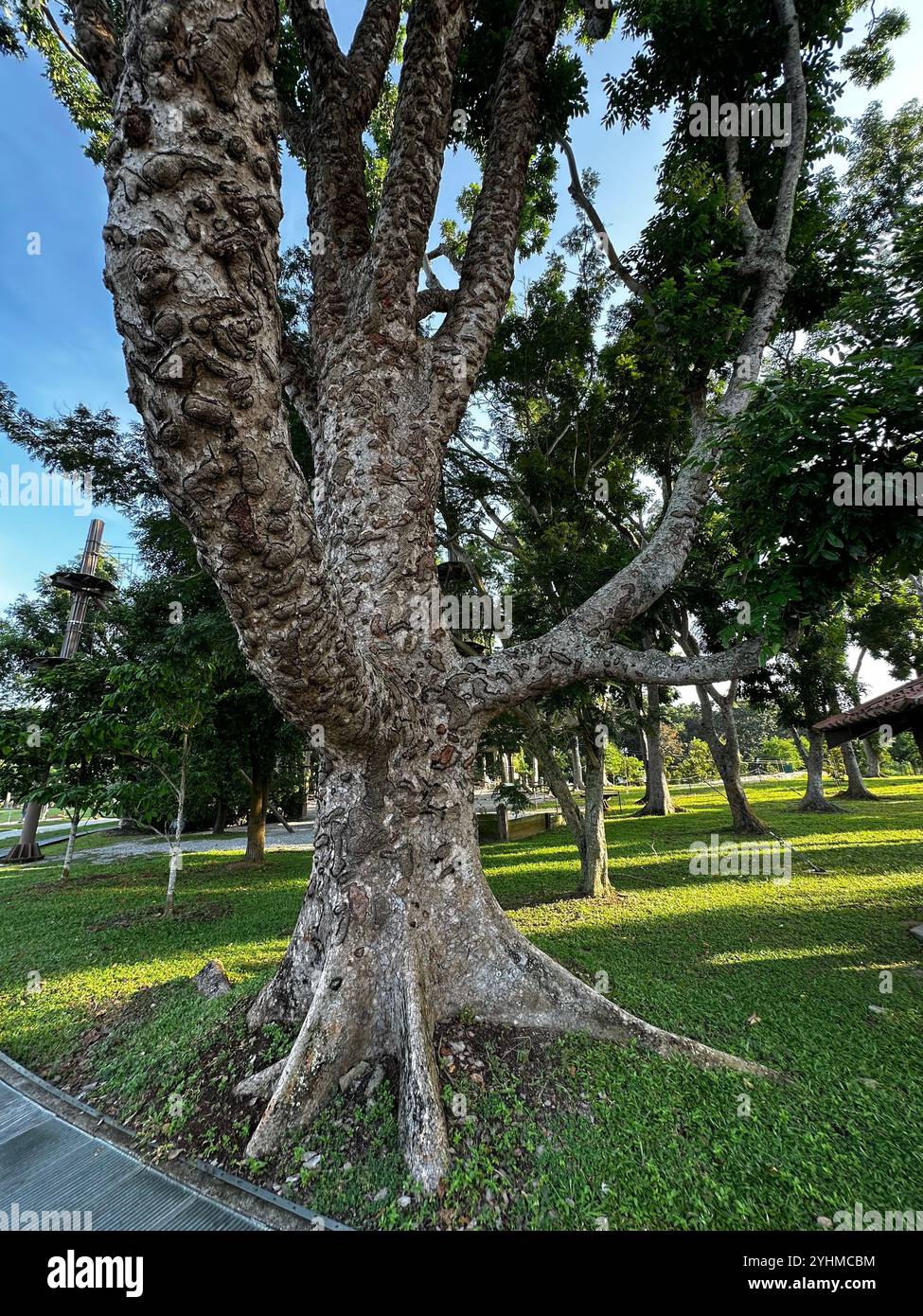 Unique and unusual tree formation nestled in the heart of a park, an extraordinary tree formation captivates the imagination of nature's artistry - Smartphone Captured Stock Image