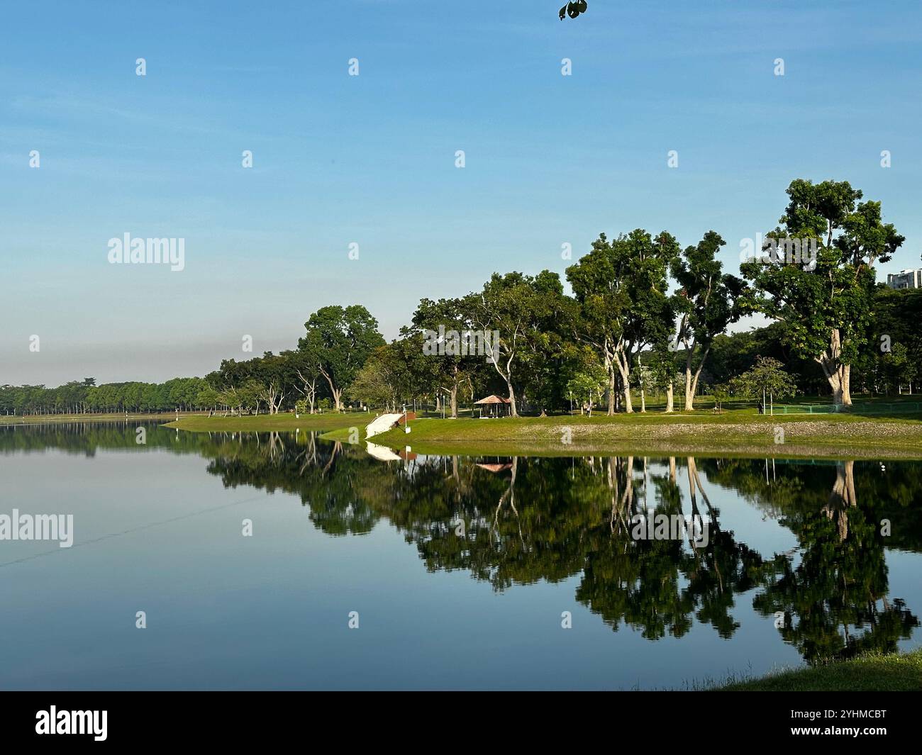 Mirror image of numerous trees densely spread our in the park reflecting their natural beauty on the water of nearby reservoir - Smartphone Captured Stock Image