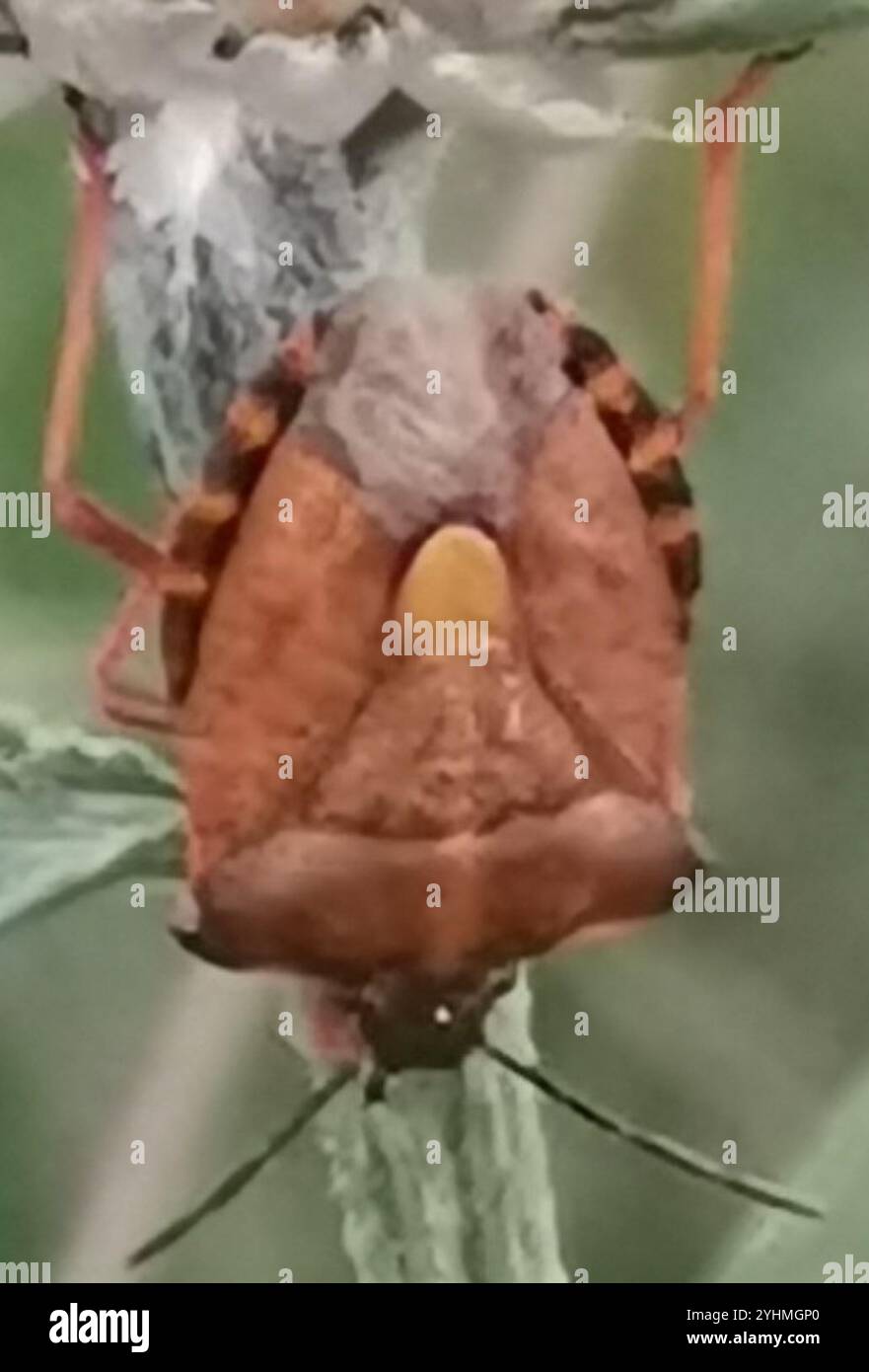 Black shouldered shieldbug hi-res stock photography and images - Alamy
