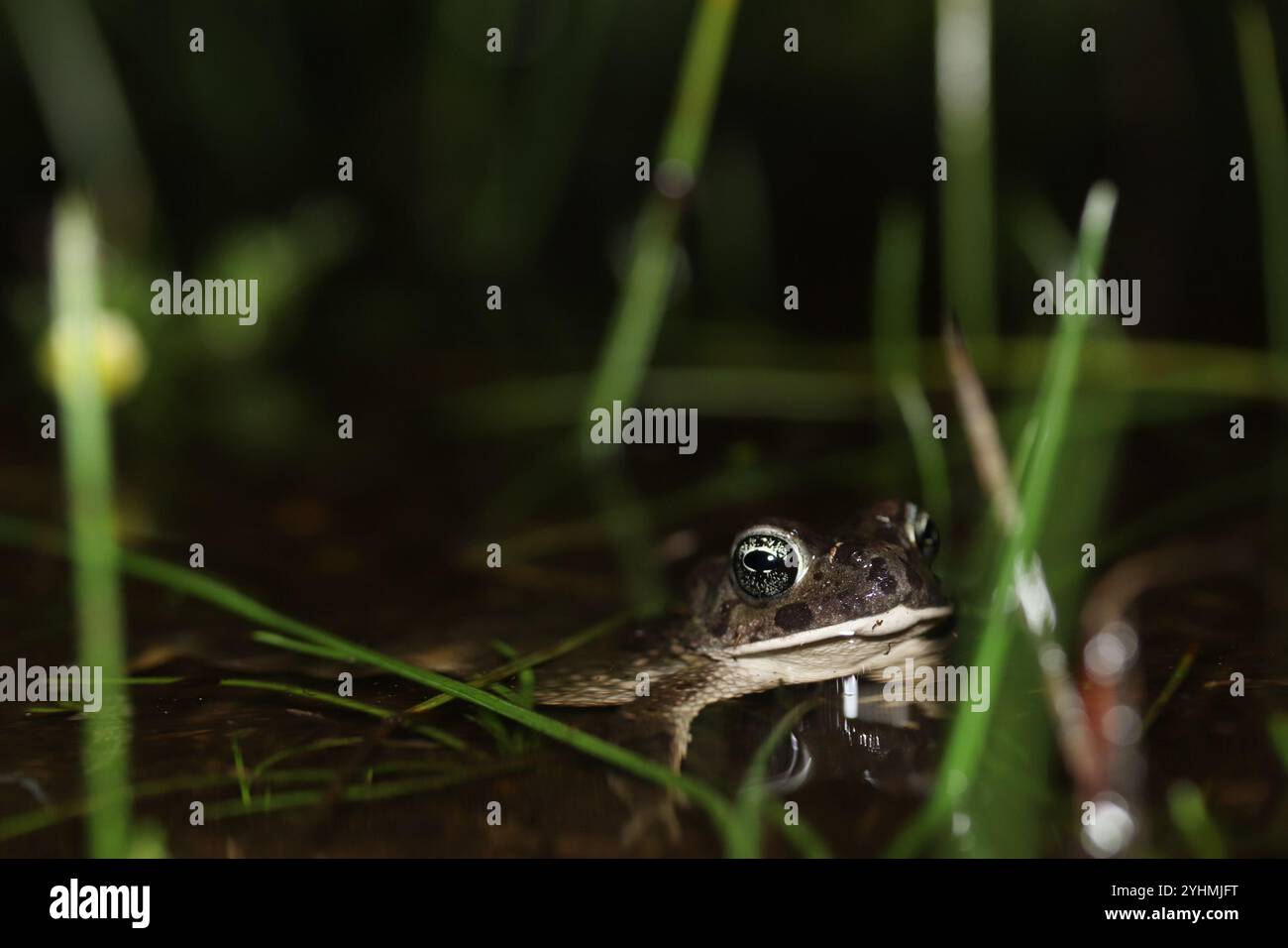 Vandijkophrynus hi-res stock photography and images - Alamy