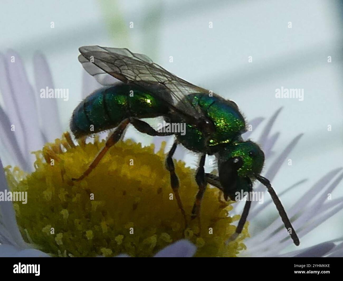 Pure Green Sweat bee (Augochlora pura) Stock Photo