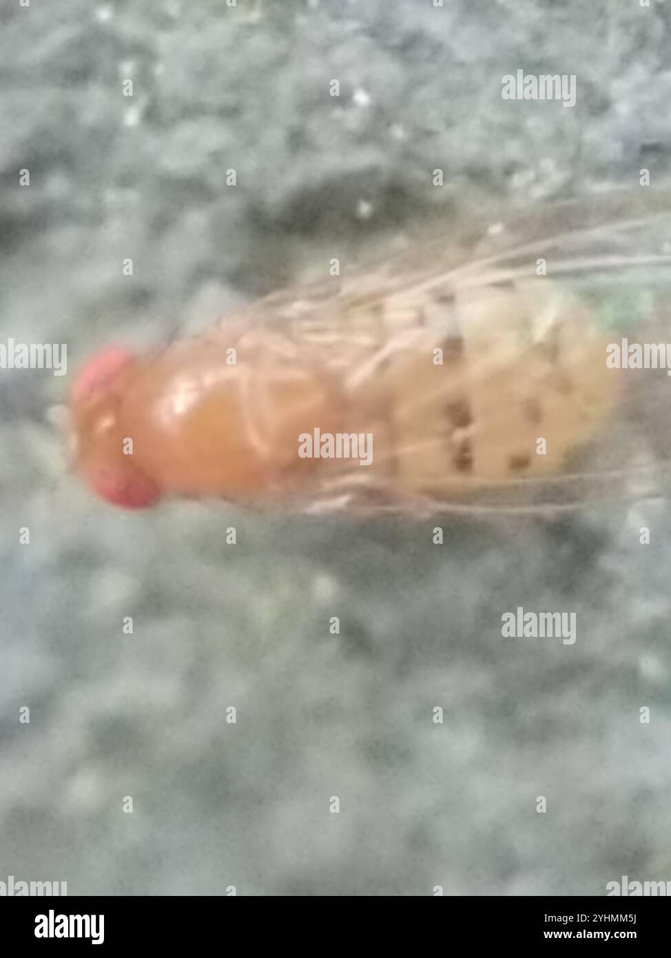 Small Fruit Flies (Drosophila Stock Photo - Alamy