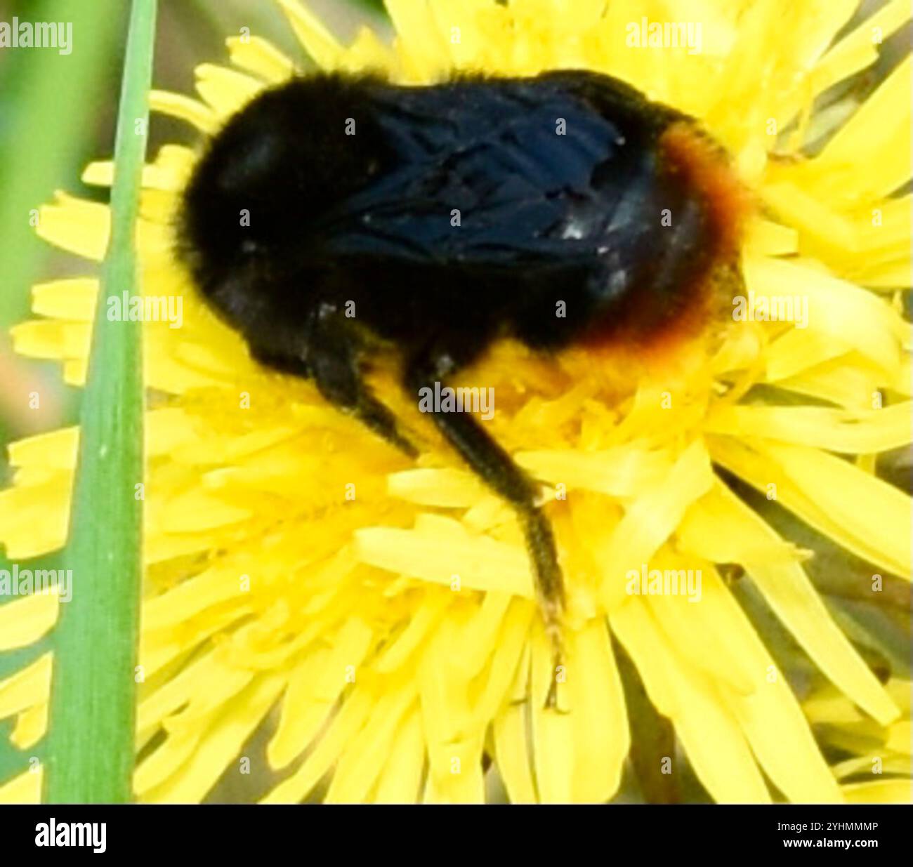 Hill Cuckoo Bumble bee (Bombus rupestris Stock Photo - Alamy