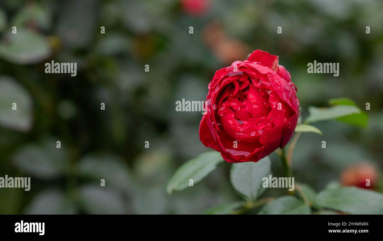 Rose up close hi-res stock photography and images - Alamy