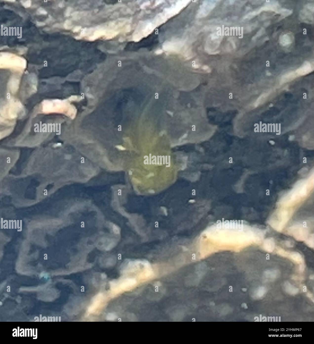 Ray-finned Fishes (Actinopterygii Stock Photo - Alamy