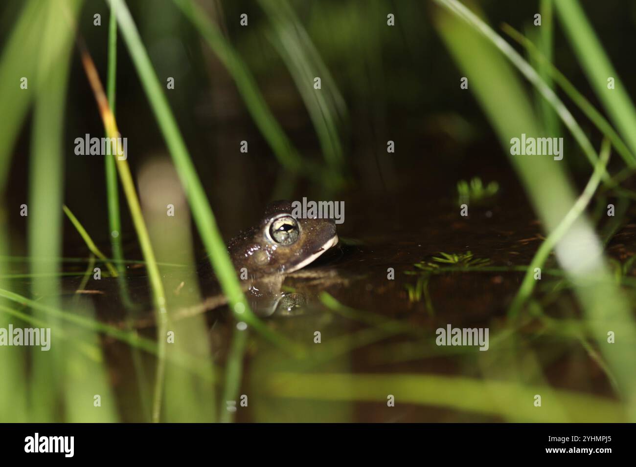 Vandijkophrynus hi-res stock photography and images - Alamy
