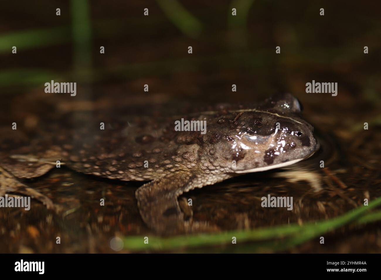 Vandijkophrynus hi-res stock photography and images - Alamy