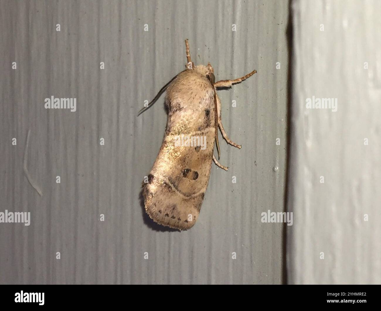 American Dun-bar Moth (Cosmia calami Stock Photo - Alamy