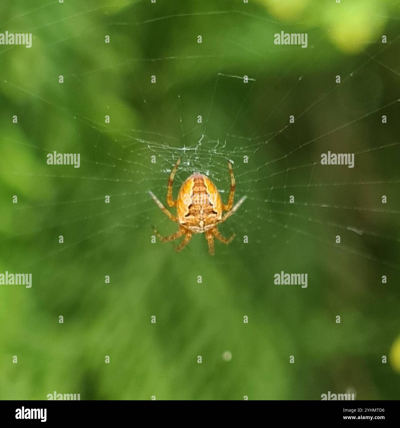 Cross Orbweaver (Araneus diadematus Stock Photo - Alamy