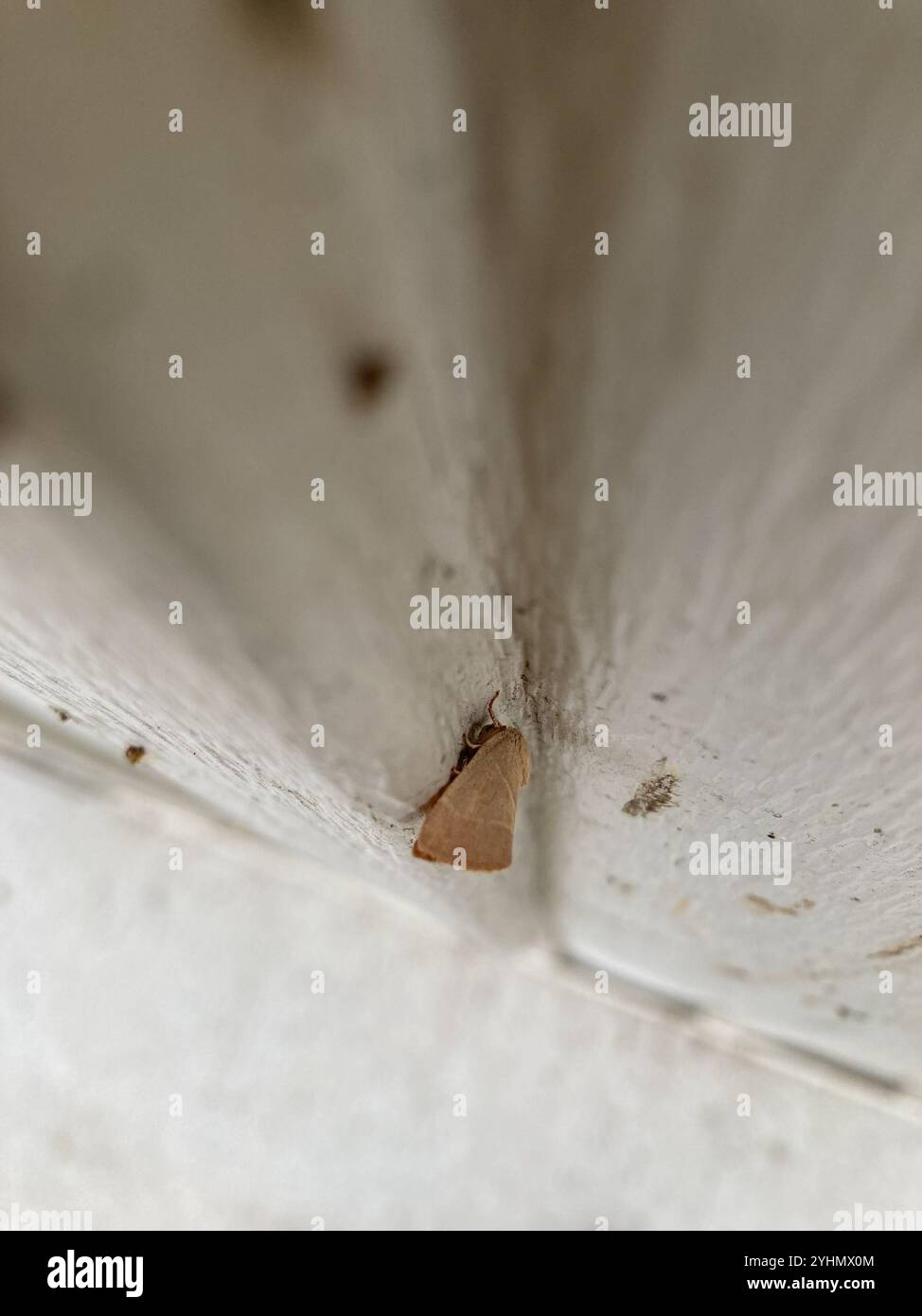 American Dun-bar Moth (Cosmia calami Stock Photo - Alamy