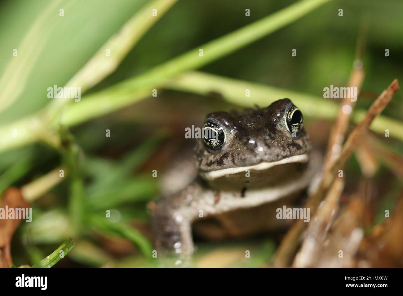 Sand Toad (Vandijkophrynus angusticeps Stock Photo - Alamy