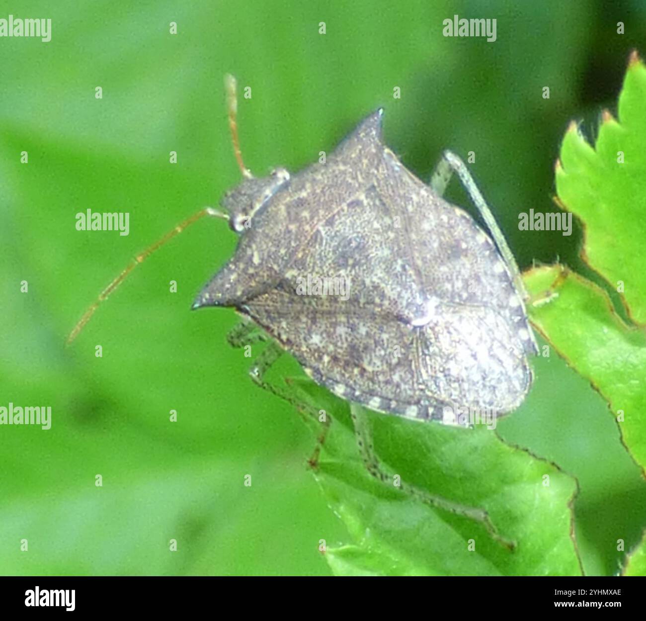 Brown Stink Bugs (Euschistus Stock Photo - Alamy