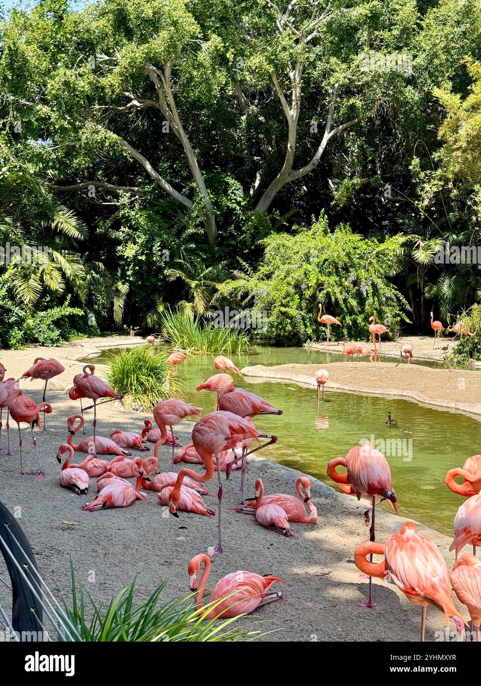 Flamingos napping - Smartphone Captured Stock Image