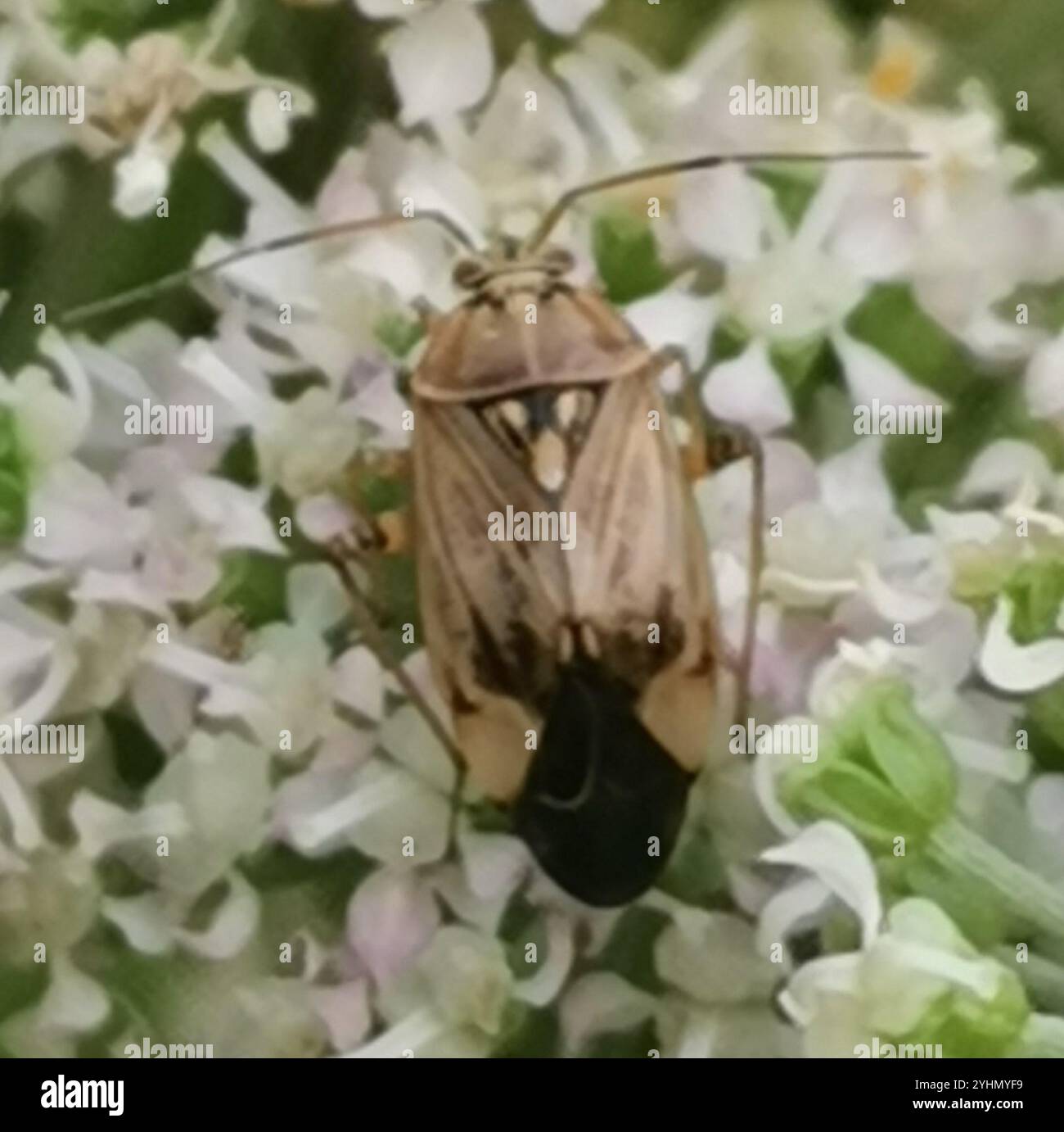 Tarnished plant bug lygus bug hi-res stock photography and images - Alamy