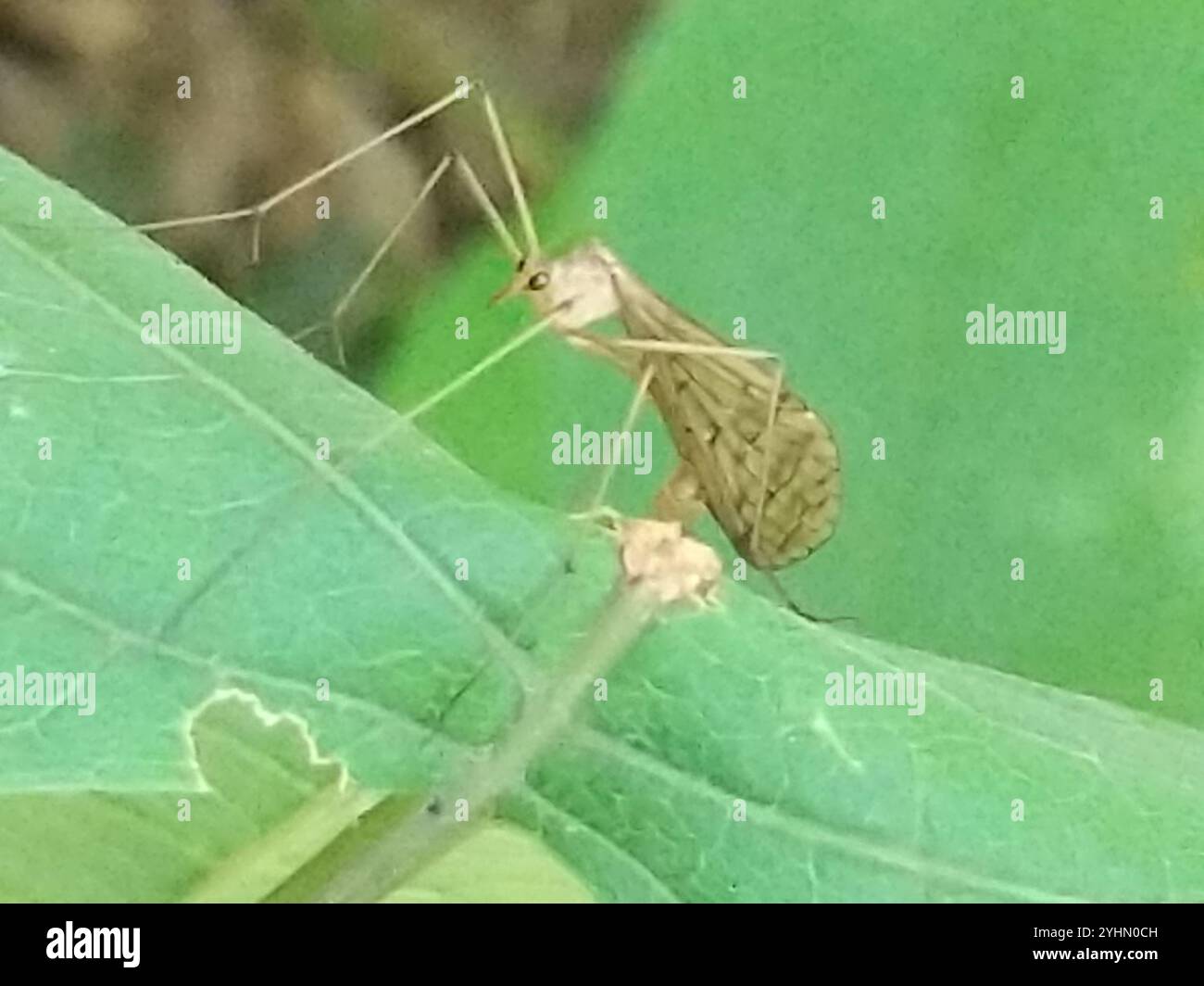 Bittal Insect Bittacus hi-res stock photography and images - Alamy