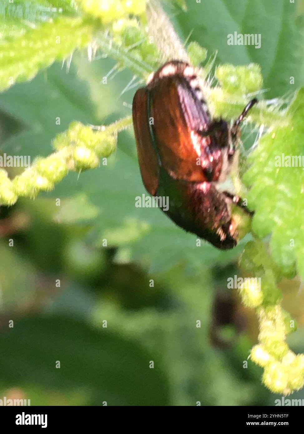 Japanese Beetle (Popillia japonica Stock Photo - Alamy