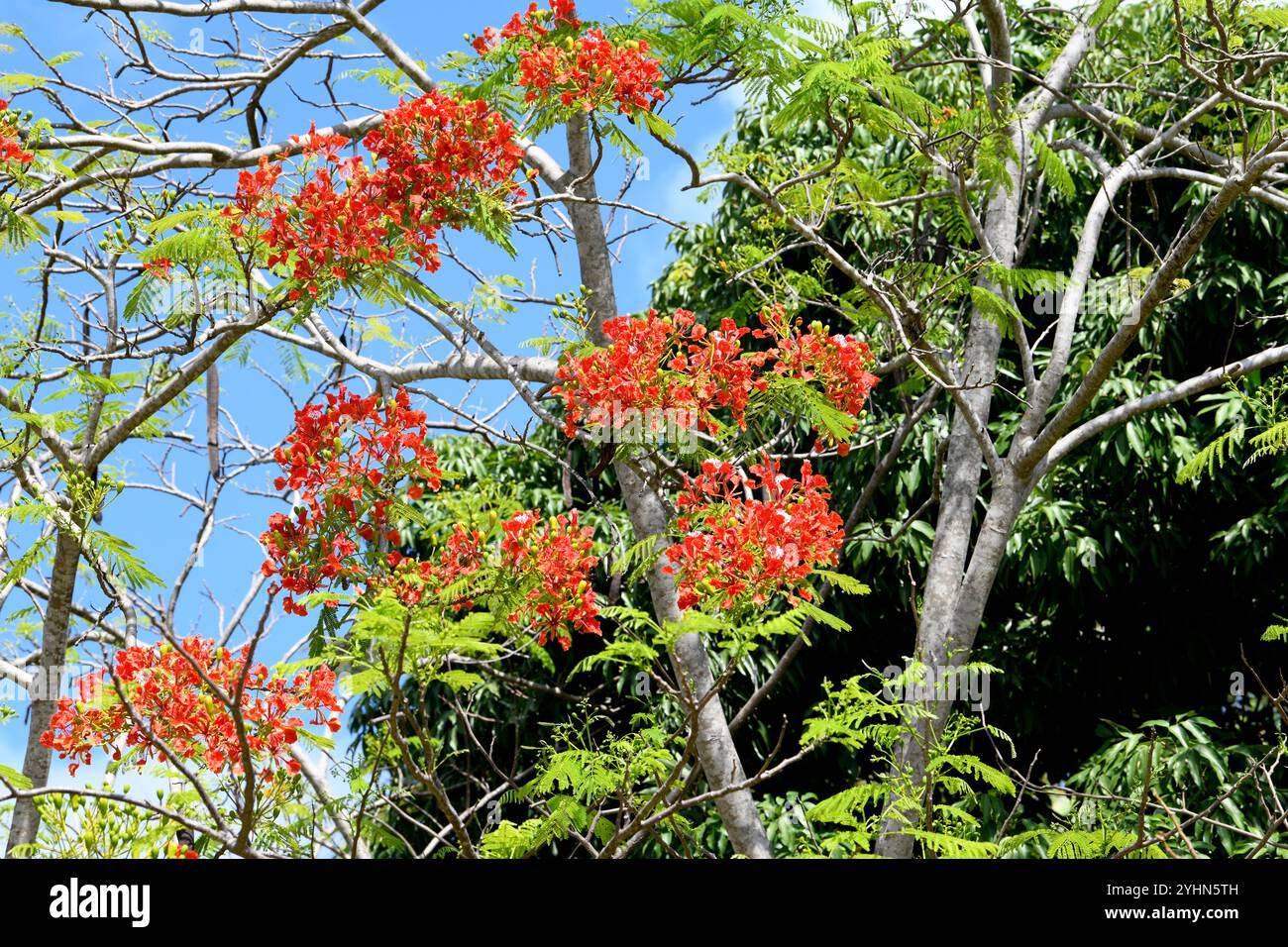 Flamboyant Delonix Regia Is A Deciduous Tree Endemic To Madagascar flamboyant-delonix-regia-is-a-deciduous-tree-endemic-to-madagascar