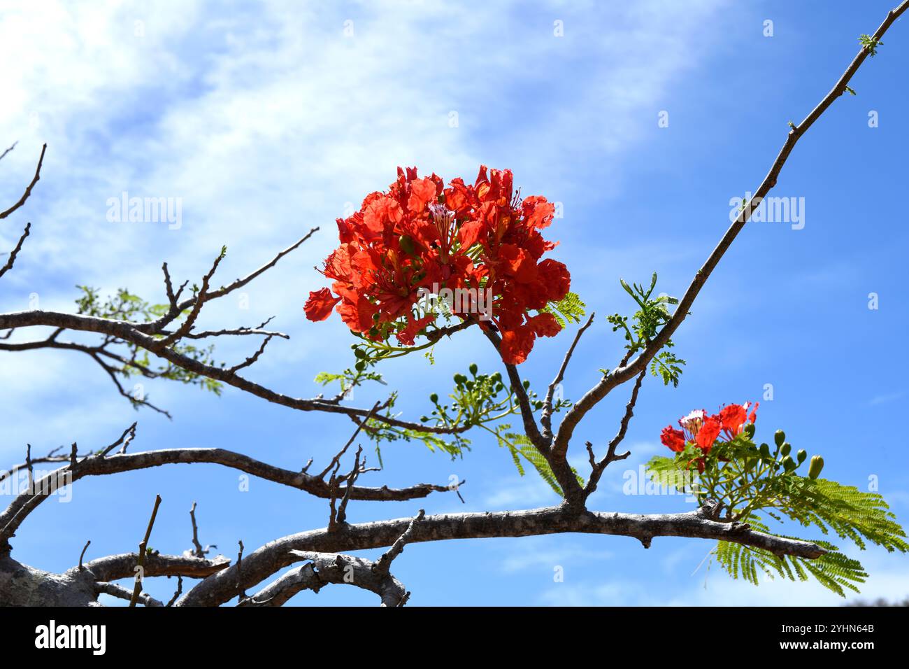Flamboyant Delonix Regia Is A Deciduous Tree Endemic To Madagascar flamboyant-delonix-regia-is-a-deciduous-tree-endemic-to-madagascar