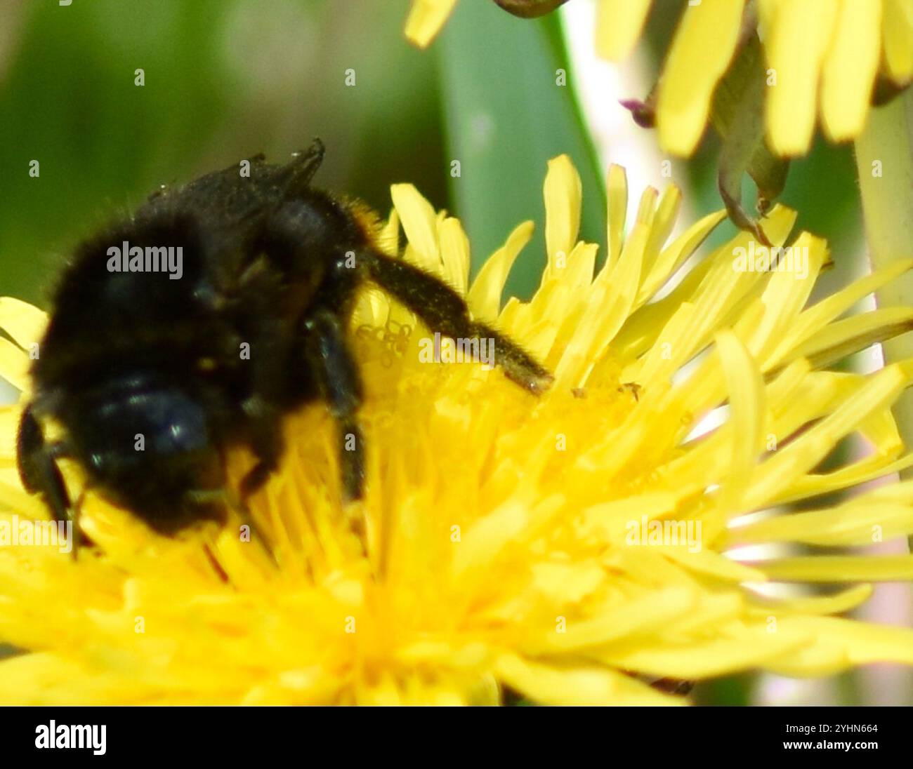 Hill Cuckoo Bumble bee (Bombus rupestris Stock Photo - Alamy