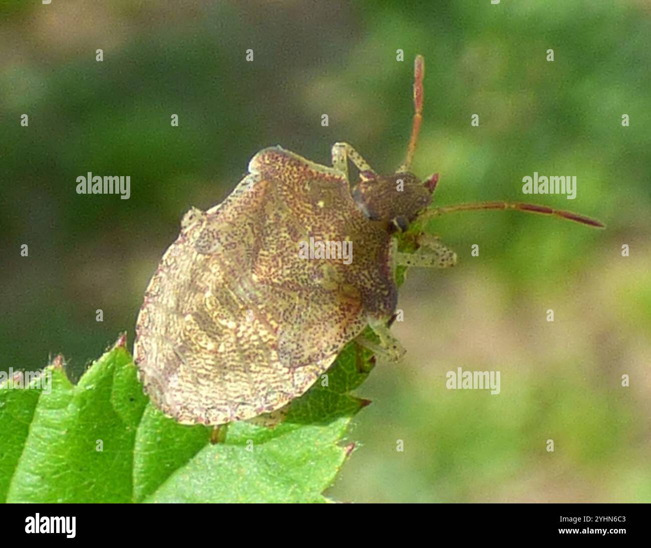 Brown Stink Bugs (Euschistus Stock Photo - Alamy