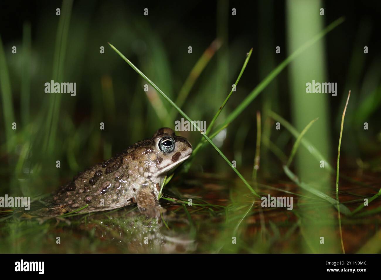 Sand Toad (Vandijkophrynus angusticeps Stock Photo - Alamy