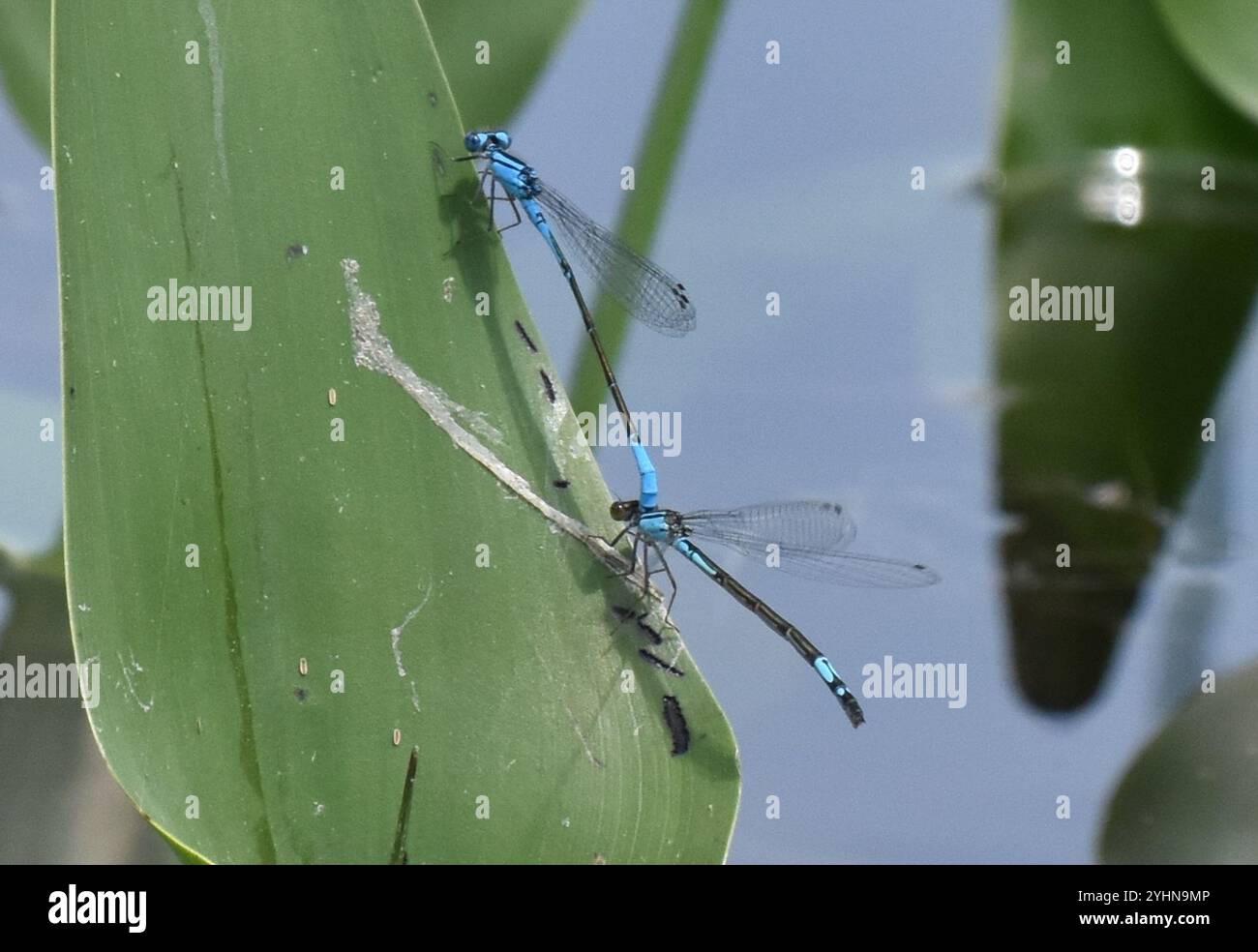 Azure Bluet (Enallagma aspersum Stock Photo - Alamy