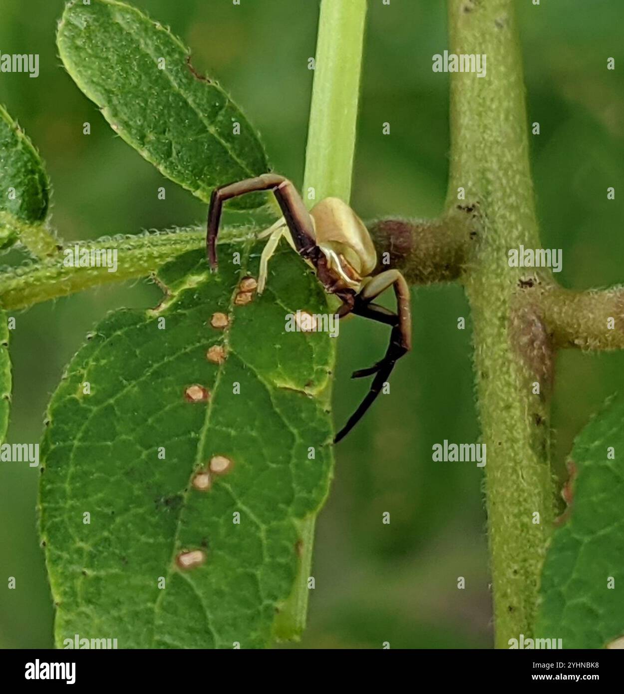 White-banded Crab Spider (Misumenoides formosipes Stock Photo - Alamy