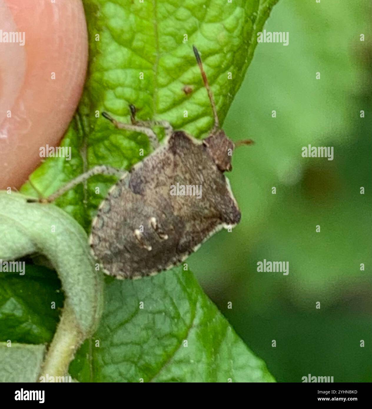 Brown Stink Bugs (Euschistus Stock Photo - Alamy