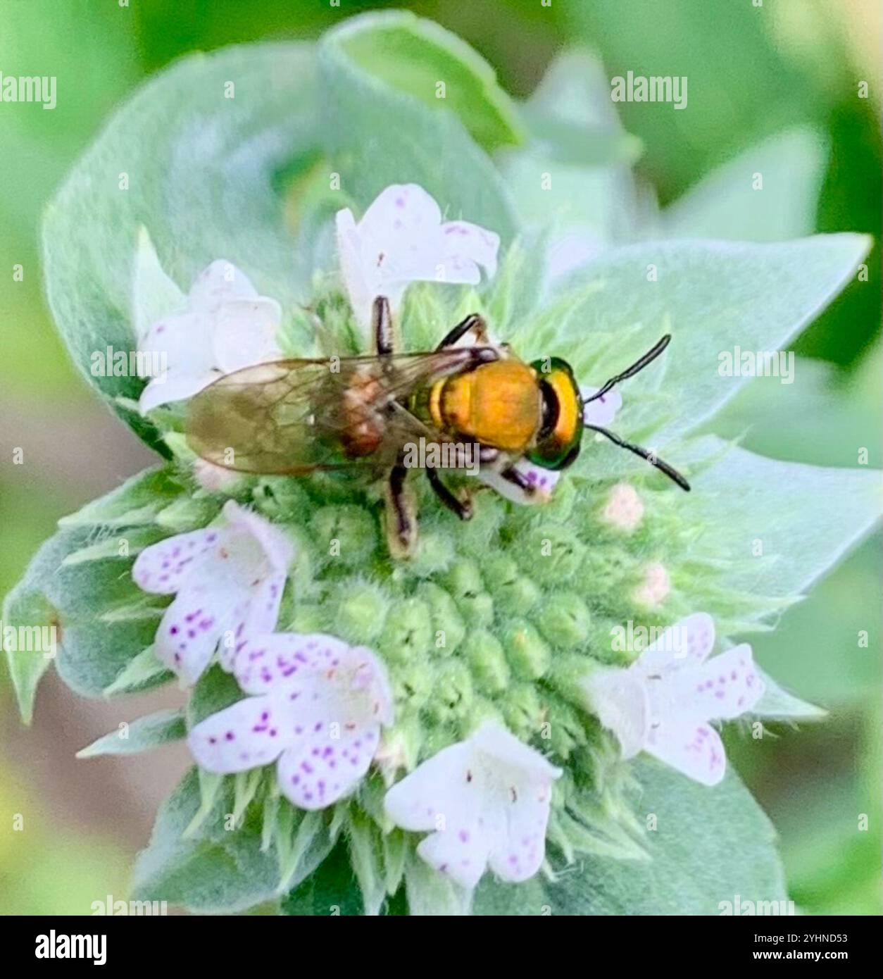 Pure Green Sweat bee (Augochlora pura) Stock Photo