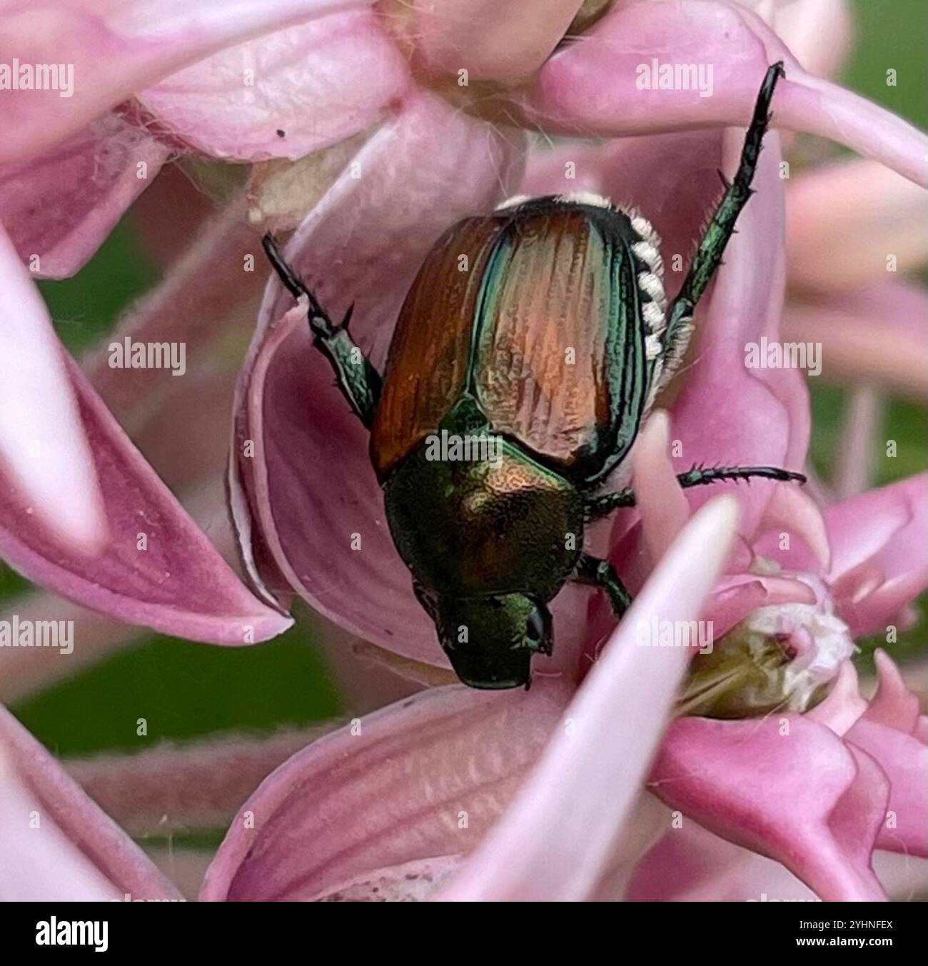 Japanese Beetle (Popillia japonica Stock Photo - Alamy