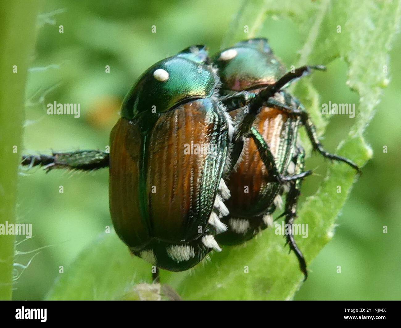 Japanese Beetle (Popillia japonica Stock Photo - Alamy