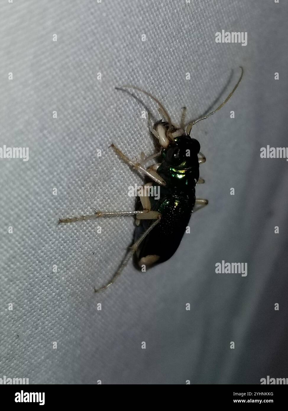 Carolina Metallic Tiger Beetle (Tetracha carolina Stock Photo - Alamy