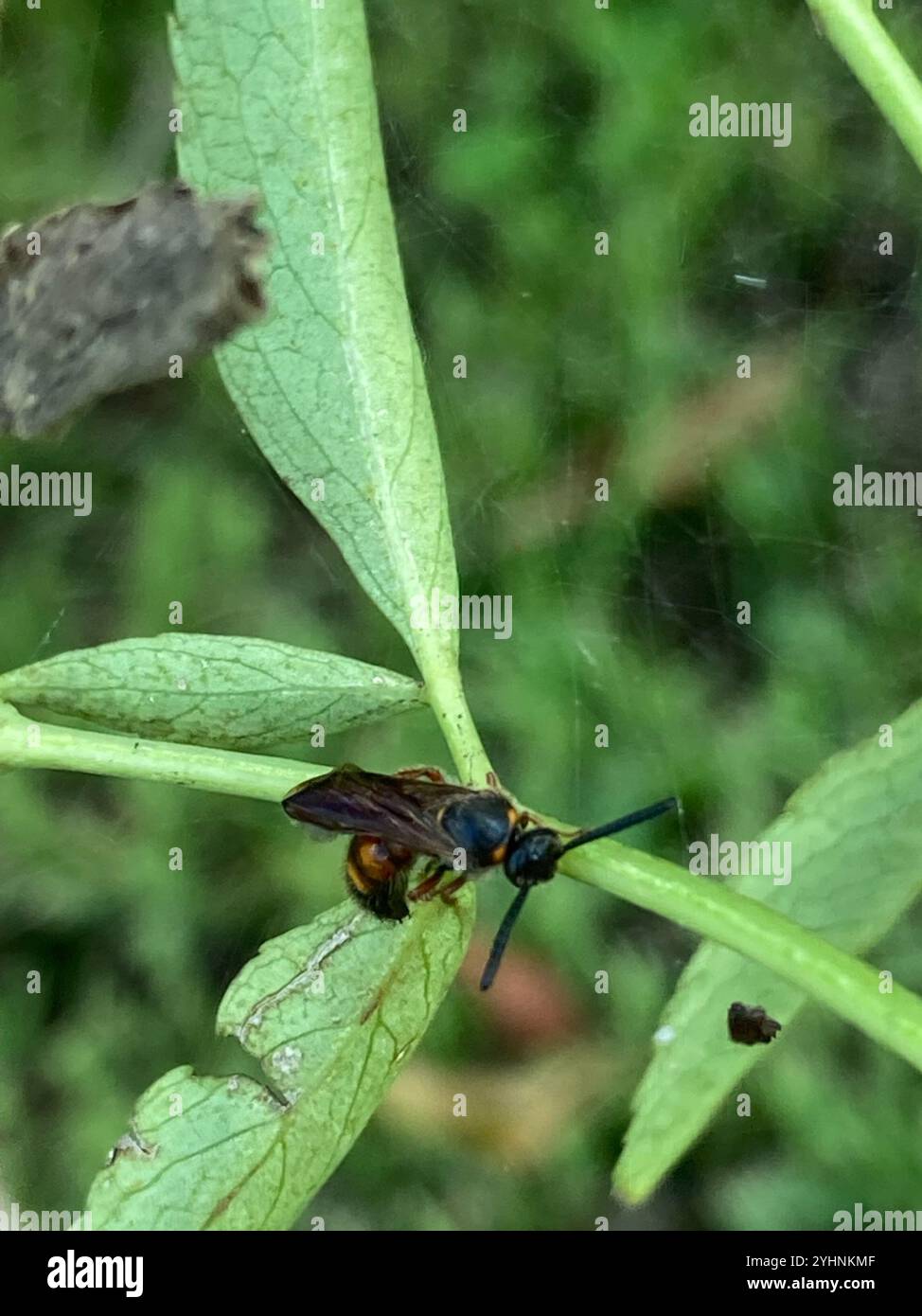 Noble scoliid wasp hi-res stock photography and images - Alamy