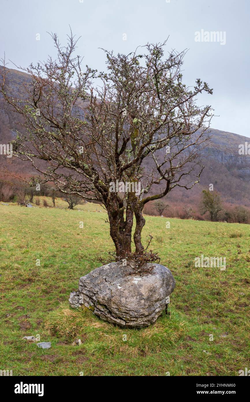 rock bears tree Stock Photo