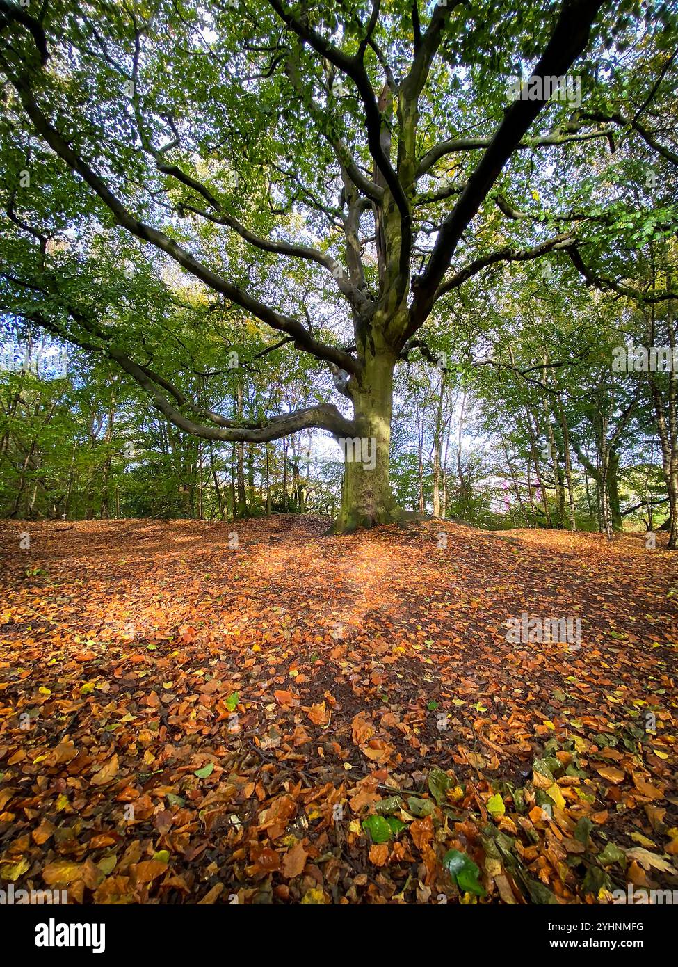 Large, solitary mature Beech tree stands proud on top of the hill at the entrance to Daresbury Firs with fallen Autumn leaves on the ground - Smartphone Captured Stock Image