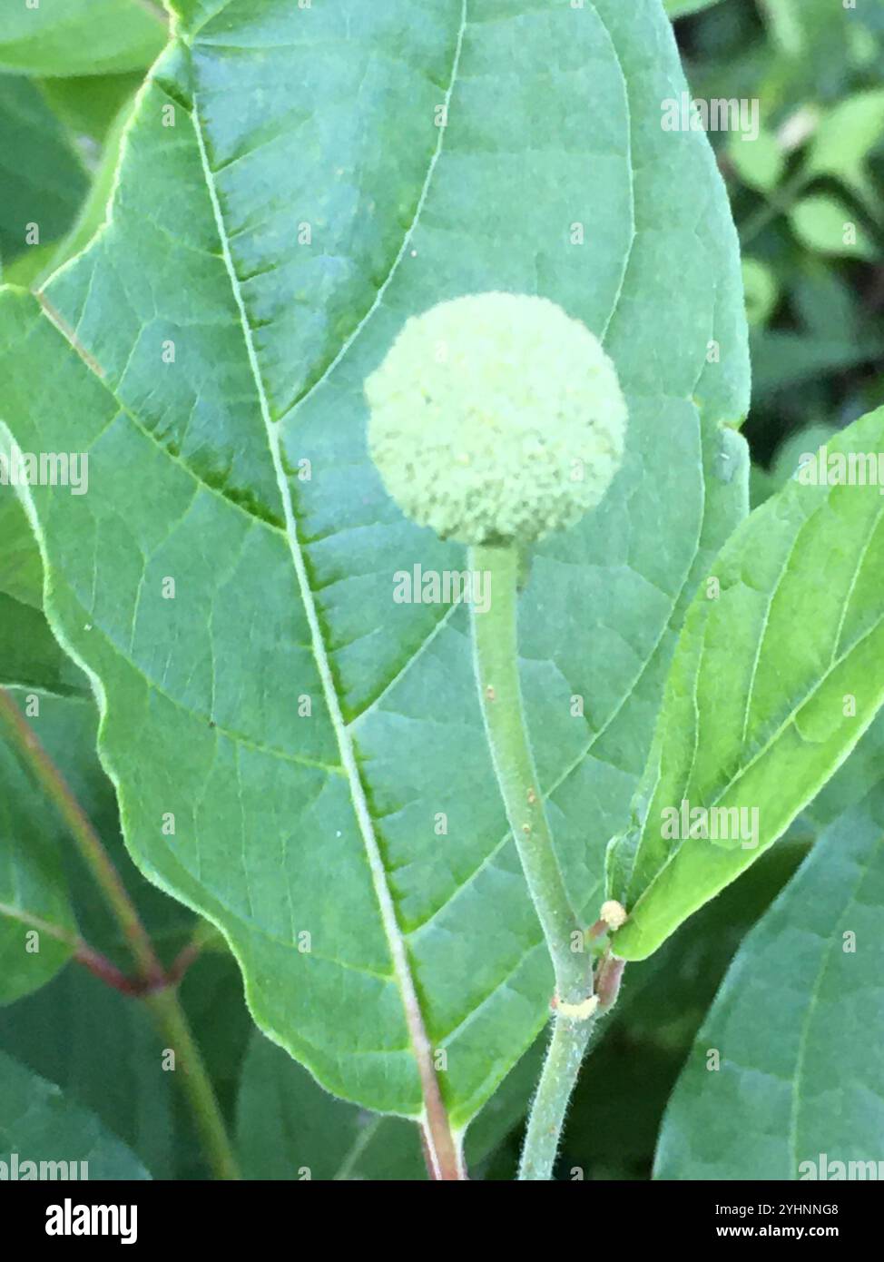 buttonbush (Cephalanthus occidentalis Stock Photo - Alamy