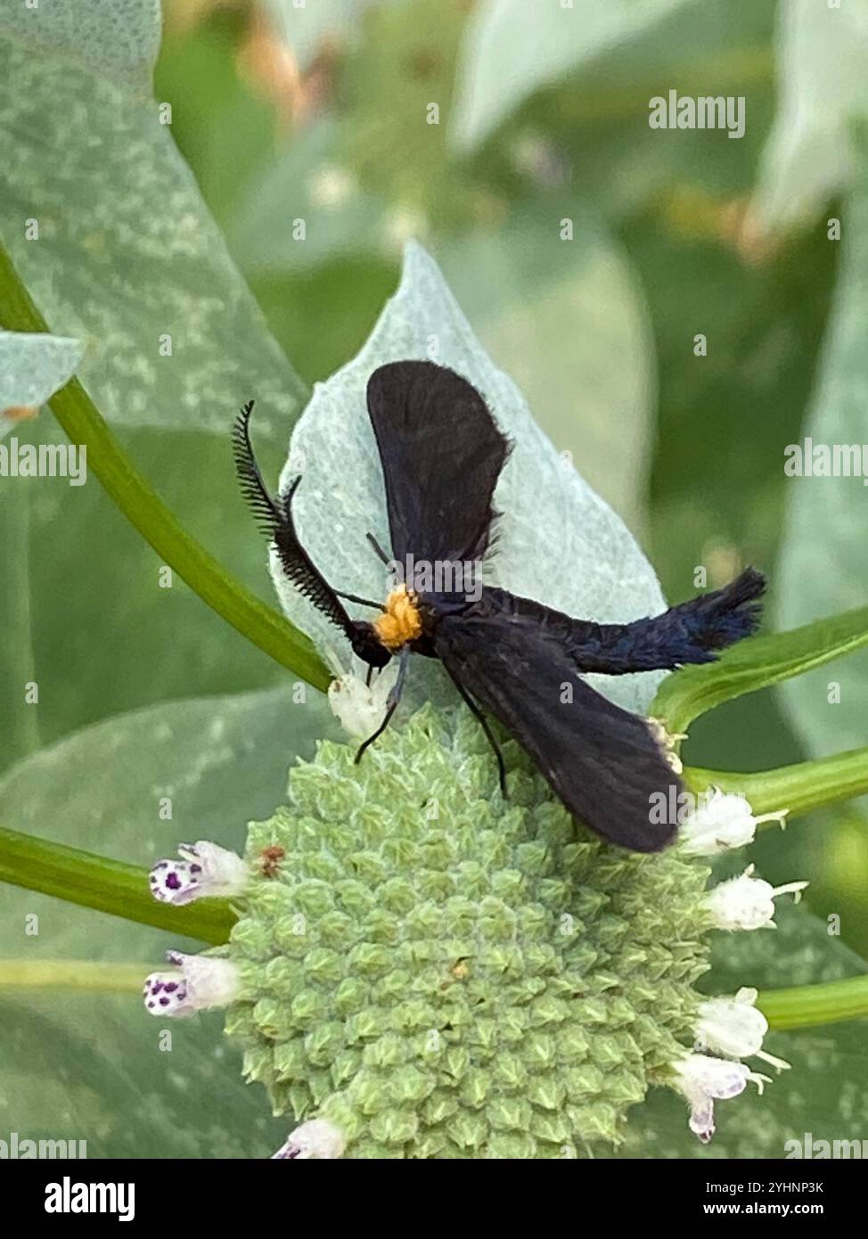 Moth Skelleton Grapeleaf Skeletonizer Moth (Harrisina americana Stock Photo - Alamy