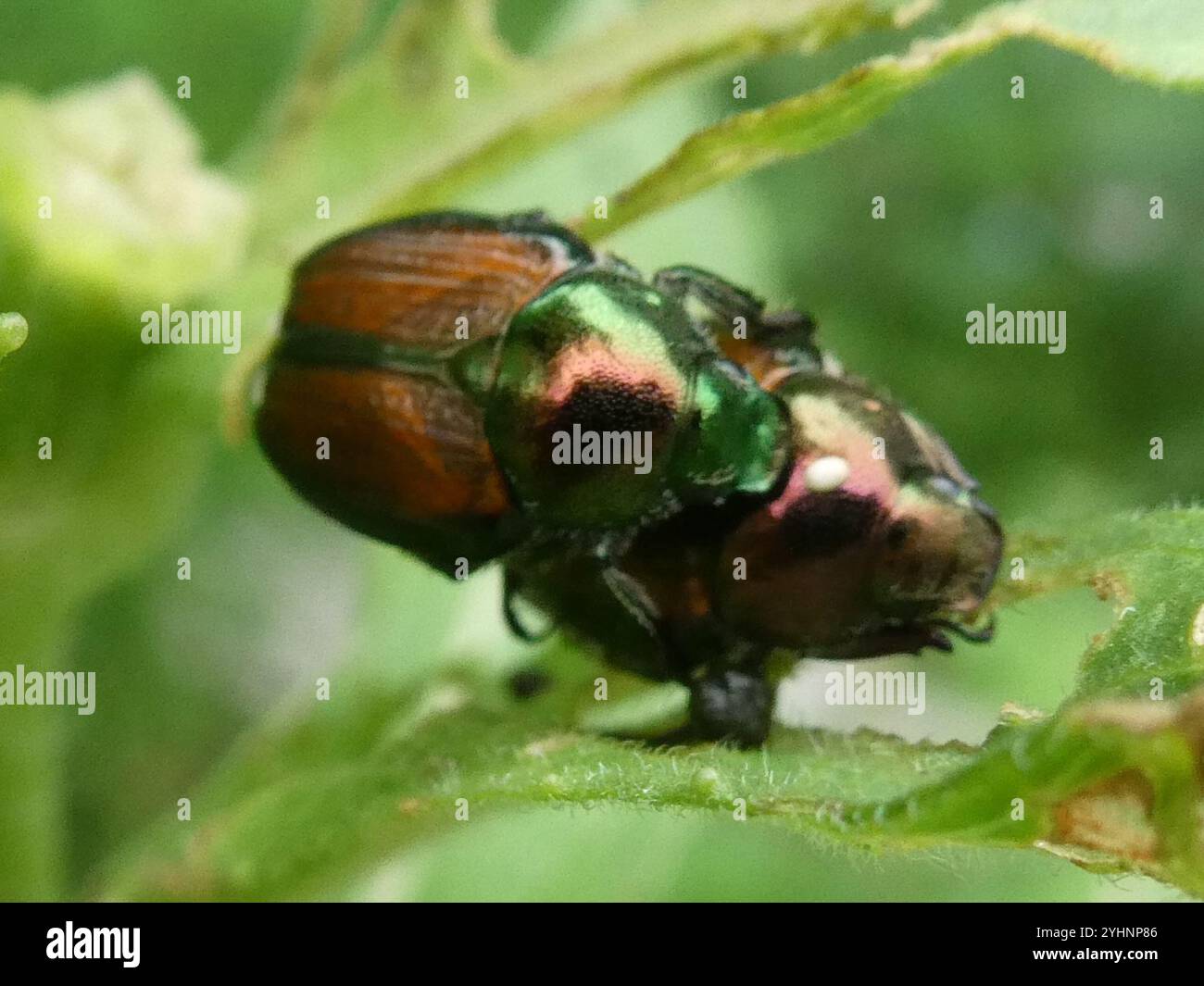 Japanese Beetle (Popillia japonica Stock Photo - Alamy