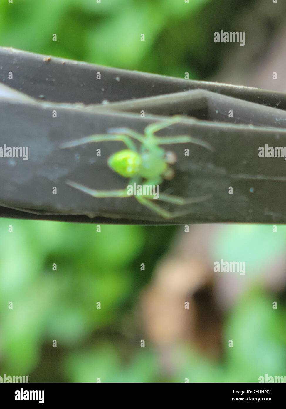 Angulate and Roundshouldered Orbweavers (Araneus Stock Photo - Alamy