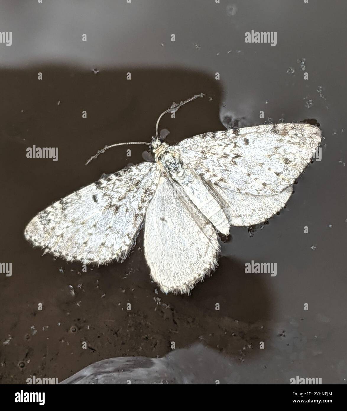 Flying Geometer Moth Geometer Moths (Geometridae Stock Photo - Alamy